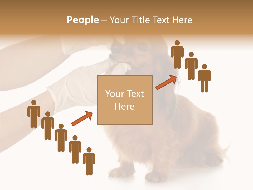 A Dog Getting His Nose Examined By A Veterinator PowerPoint Template