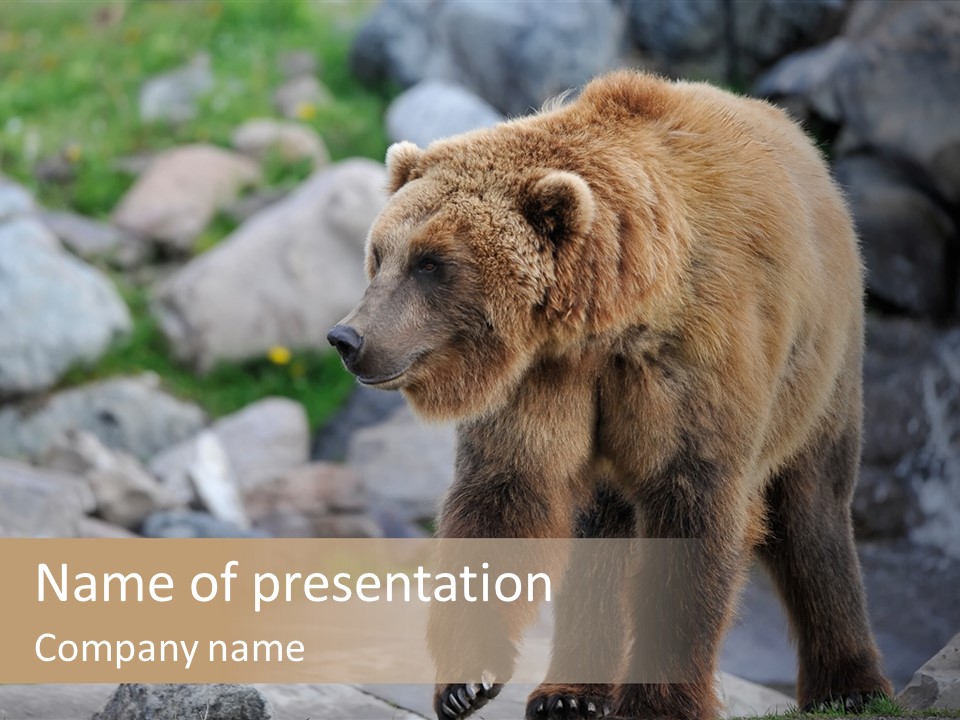 Hungry Field Grizzly PowerPoint Template