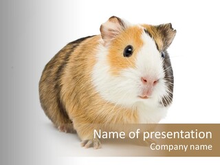 Hairy Macro Pig PowerPoint Template