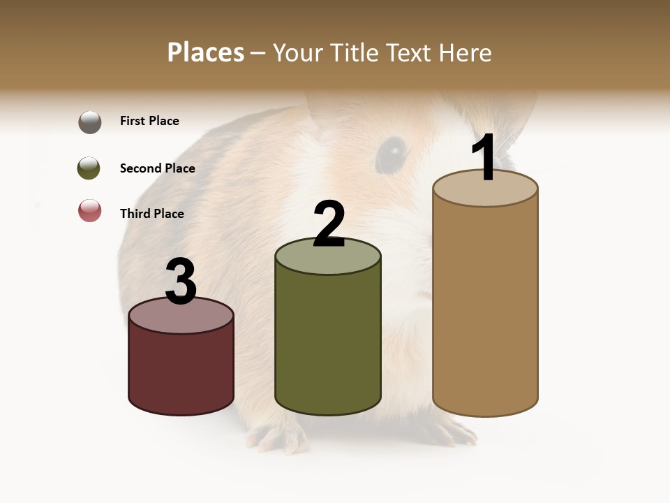 Hairy Macro Pig PowerPoint Template