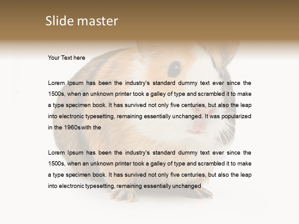 Hairy Macro Pig PowerPoint Template