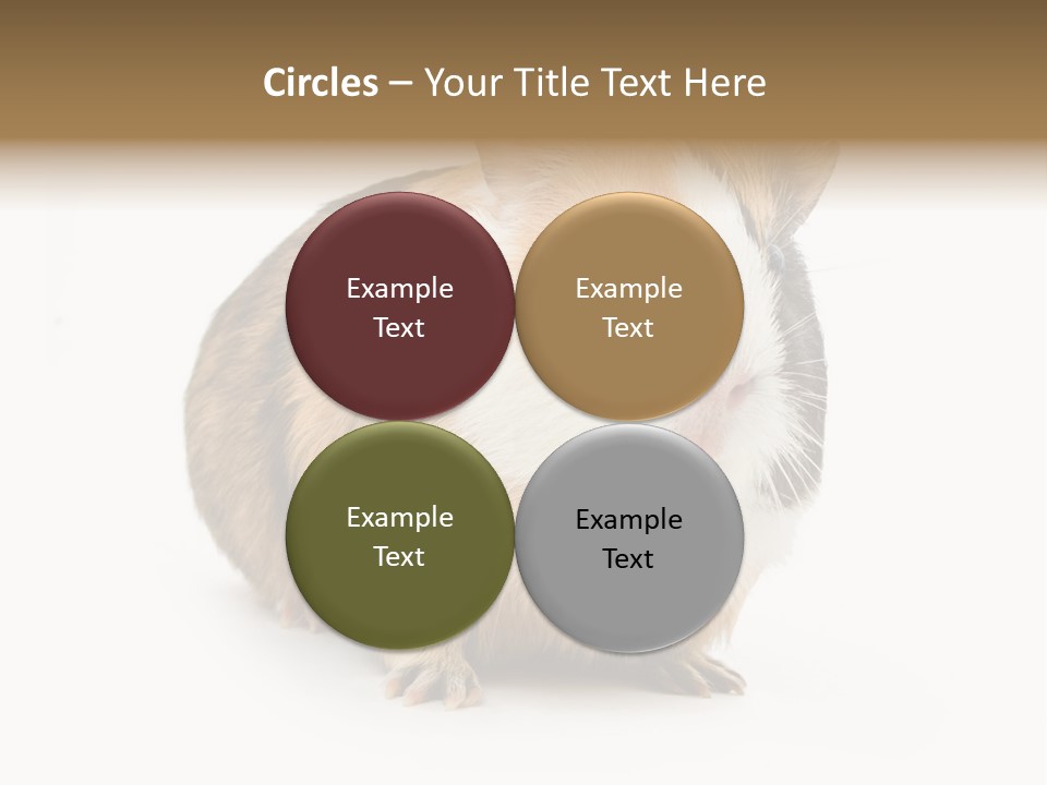 Hairy Macro Pig PowerPoint Template