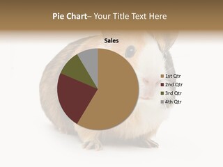 Hairy Macro Pig PowerPoint Template