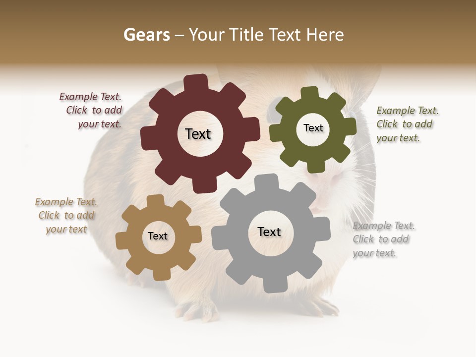 Hairy Macro Pig PowerPoint Template