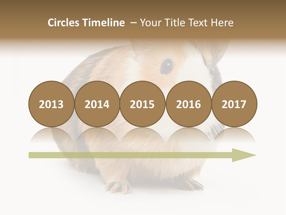 Hairy Macro Pig PowerPoint Template