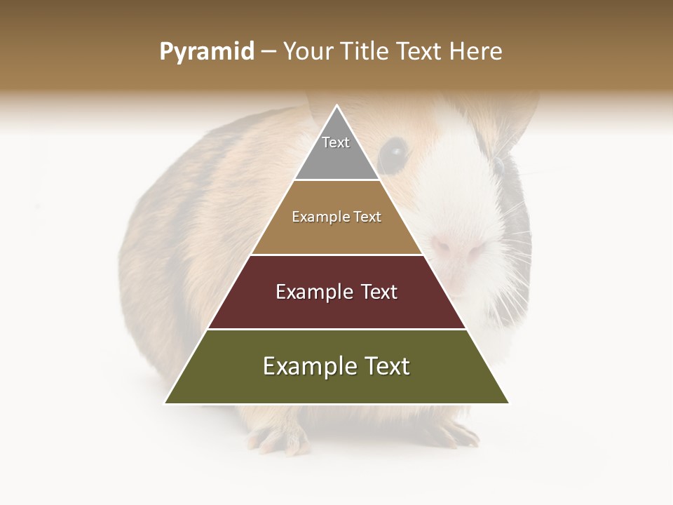 Hairy Macro Pig PowerPoint Template