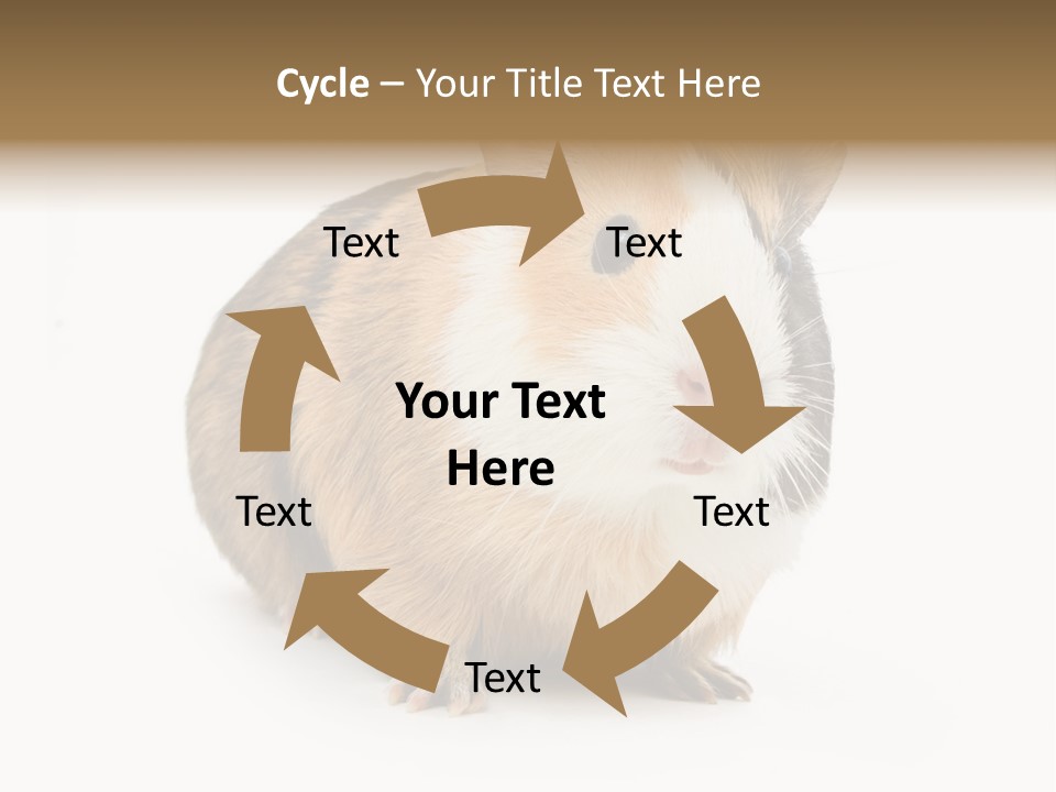 Hairy Macro Pig PowerPoint Template