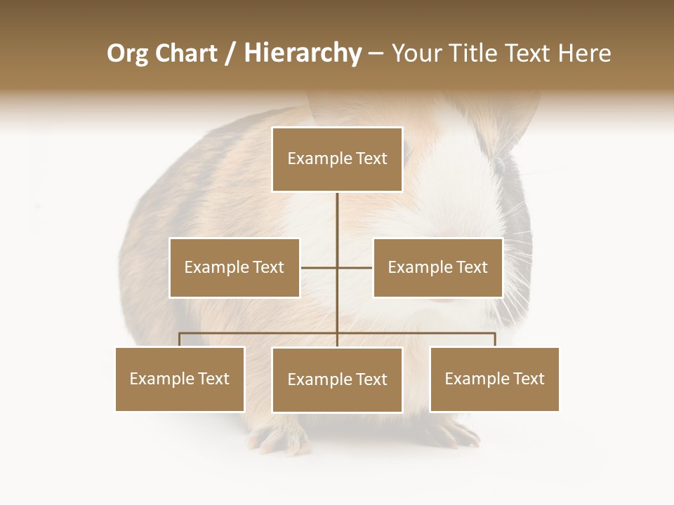 Hairy Macro Pig PowerPoint Template