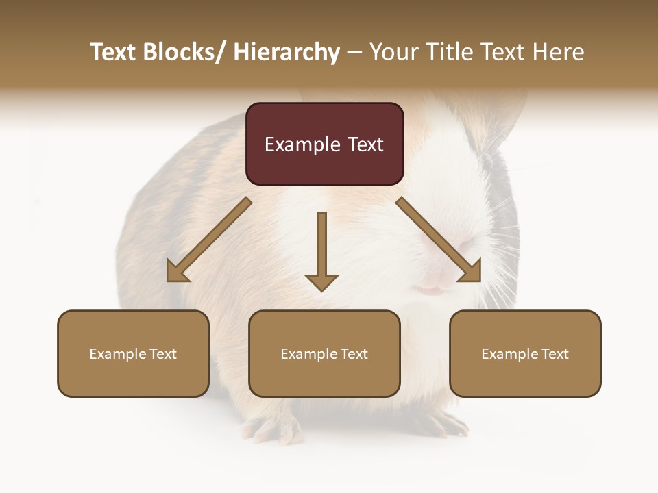 Hairy Macro Pig PowerPoint Template