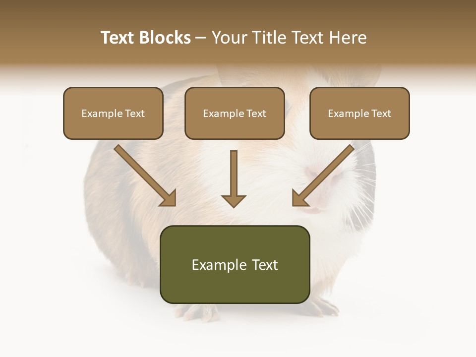 Hairy Macro Pig PowerPoint Template