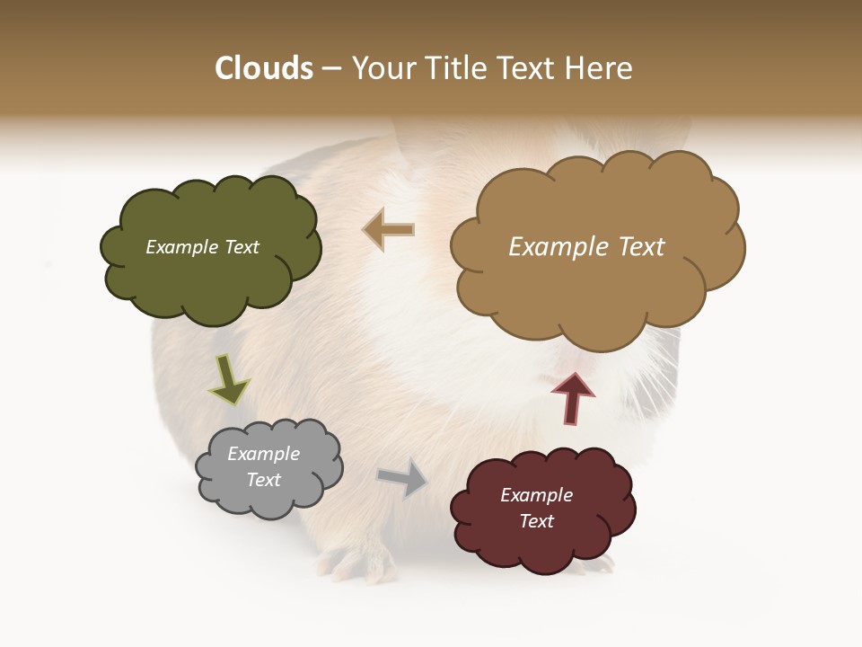 Hairy Macro Pig PowerPoint Template