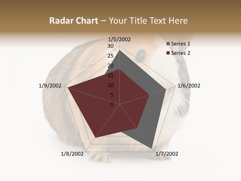 Hairy Macro Pig PowerPoint Template