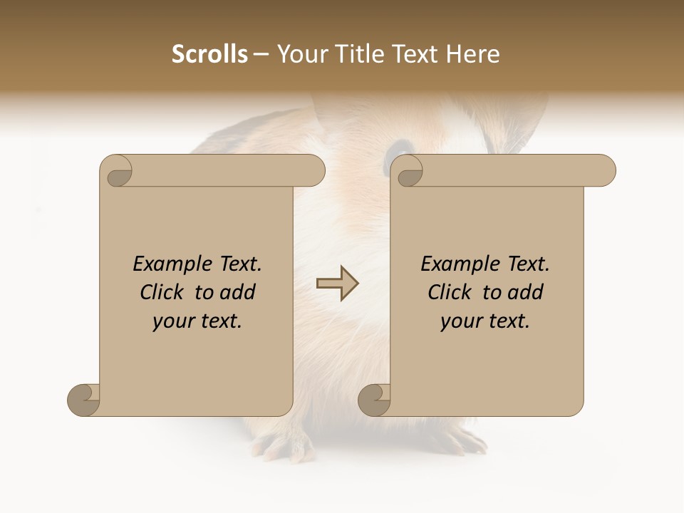 Hairy Macro Pig PowerPoint Template