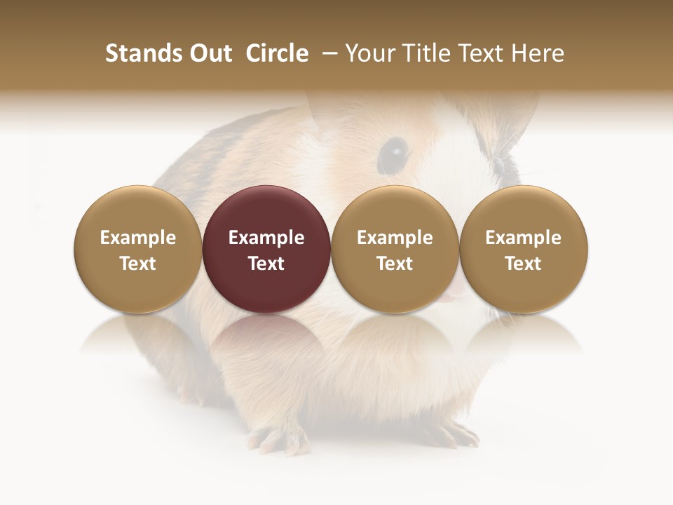 Hairy Macro Pig PowerPoint Template