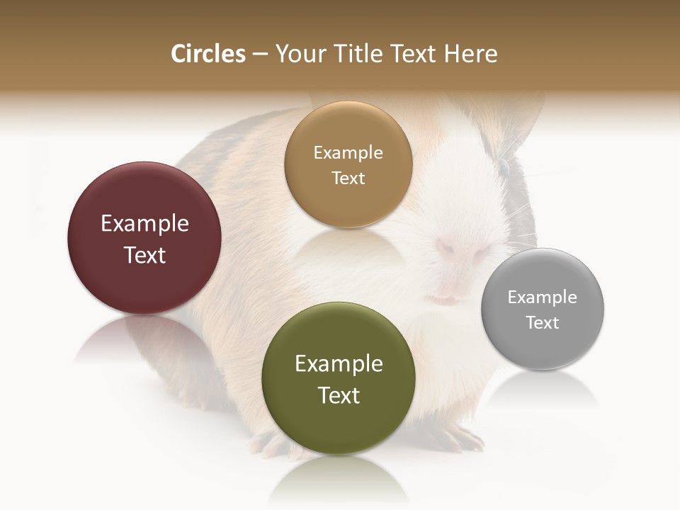 Hairy Macro Pig PowerPoint Template