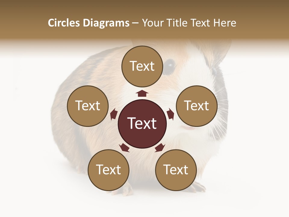 Hairy Macro Pig PowerPoint Template