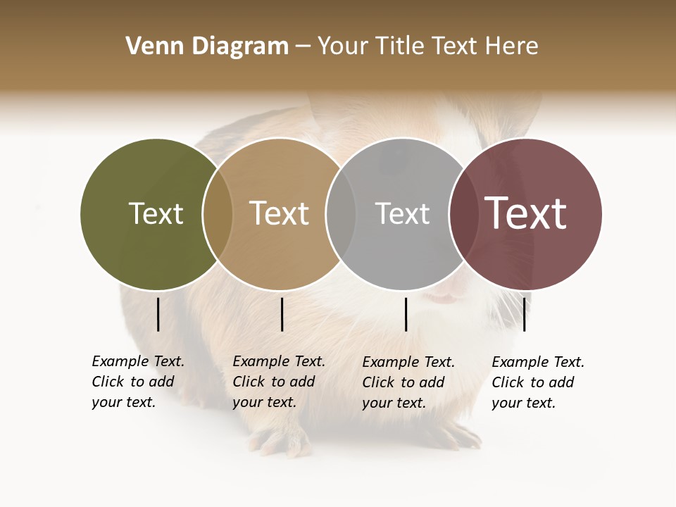 Hairy Macro Pig PowerPoint Template