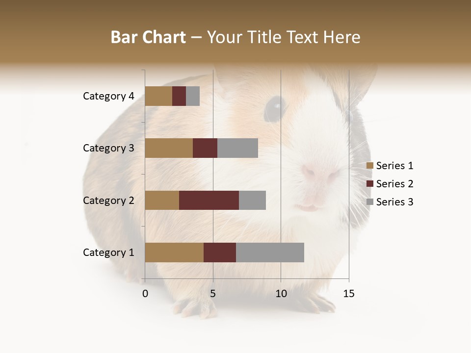 Hairy Macro Pig PowerPoint Template