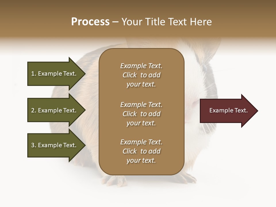 Hairy Macro Pig PowerPoint Template