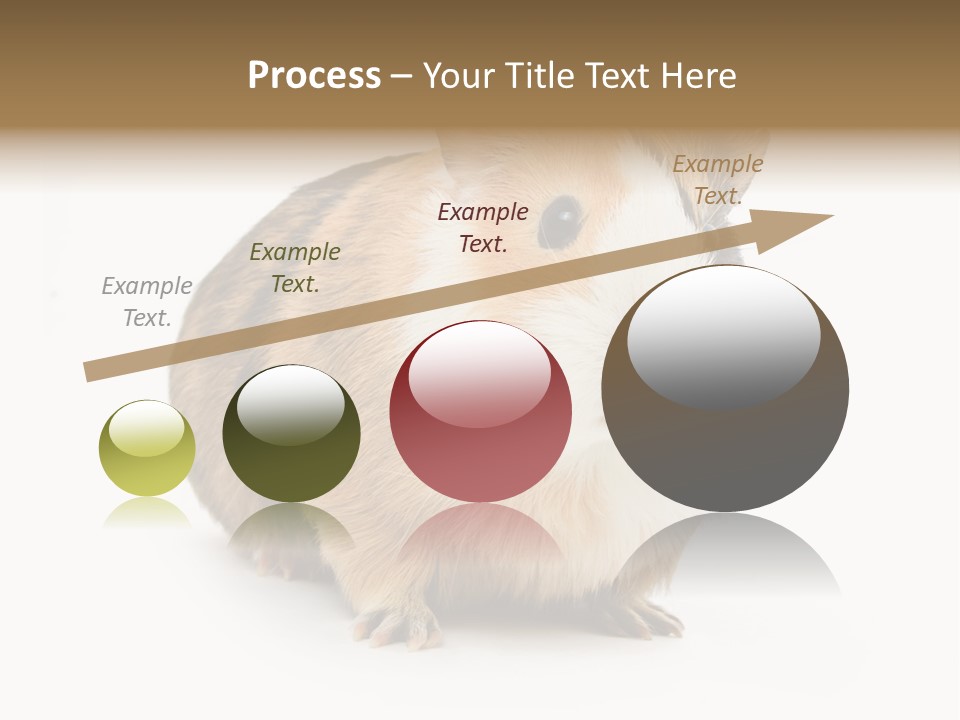 Hairy Macro Pig PowerPoint Template