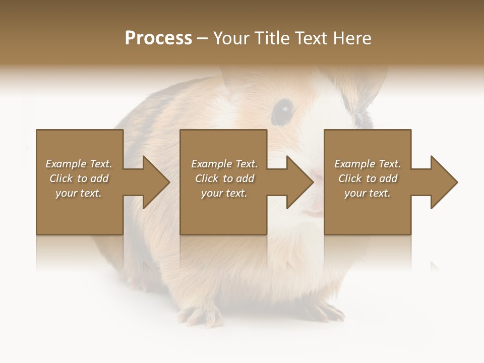 Hairy Macro Pig PowerPoint Template