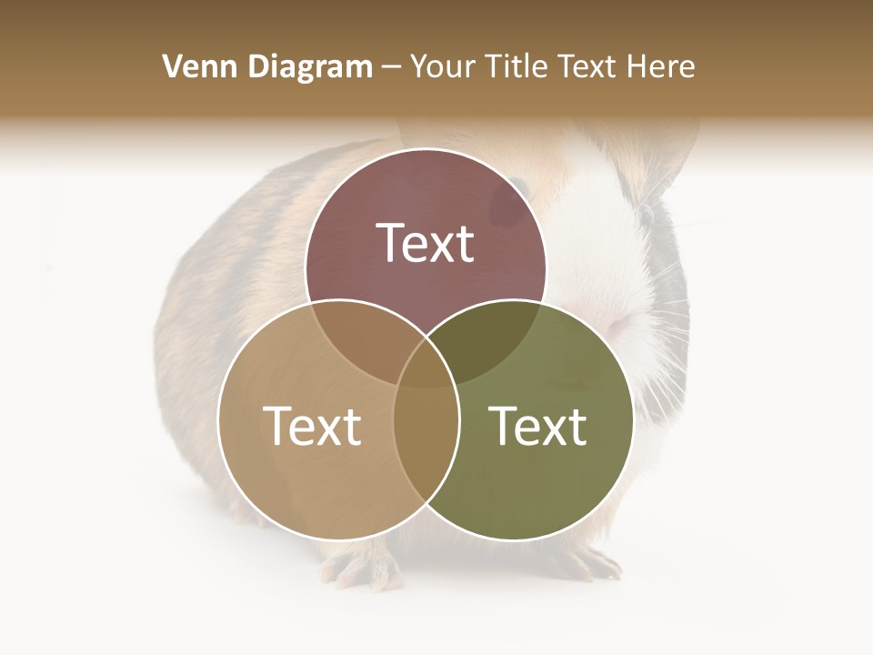 Hairy Macro Pig PowerPoint Template