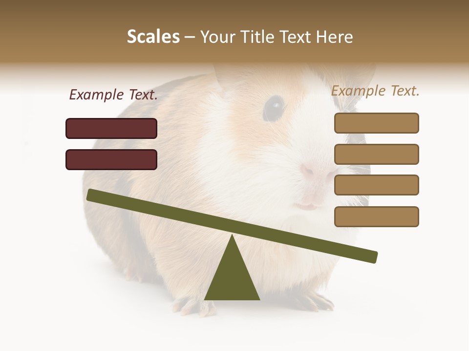 Hairy Macro Pig PowerPoint Template