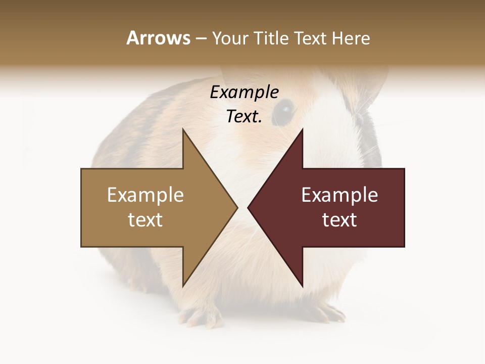 Hairy Macro Pig PowerPoint Template