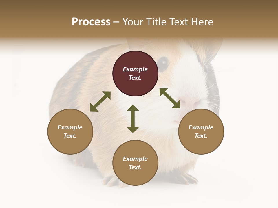 Hairy Macro Pig PowerPoint Template