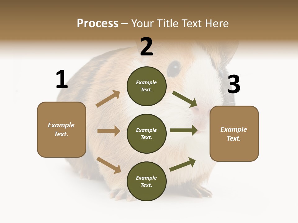 Hairy Macro Pig PowerPoint Template