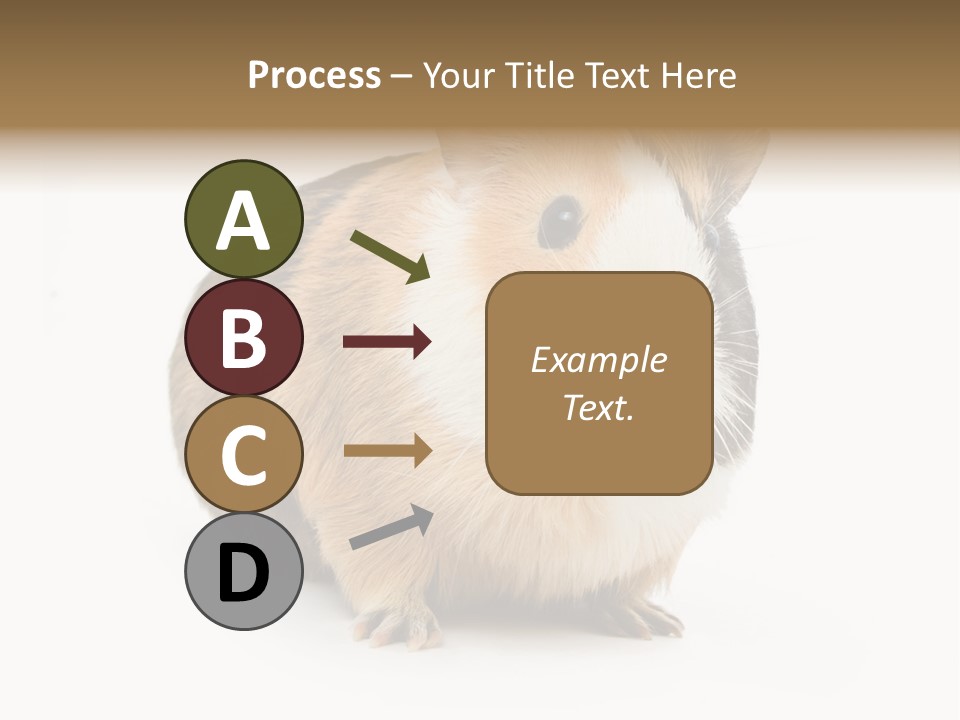 Hairy Macro Pig PowerPoint Template