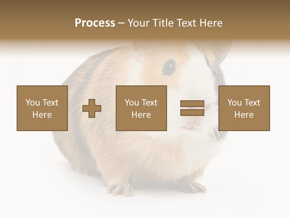 Hairy Macro Pig PowerPoint Template
