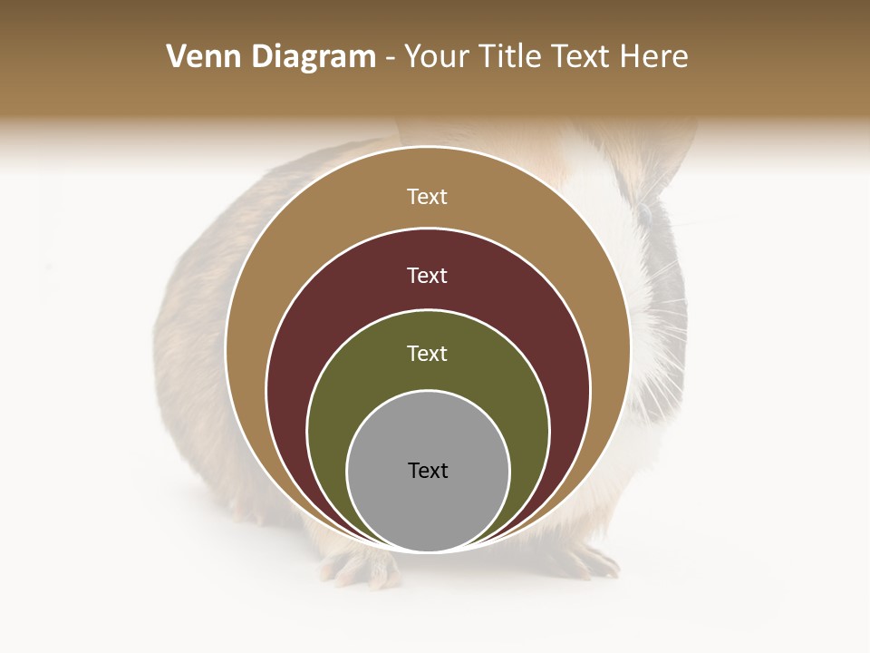 Hairy Macro Pig PowerPoint Template