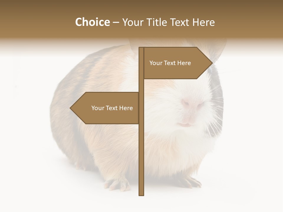 Hairy Macro Pig PowerPoint Template