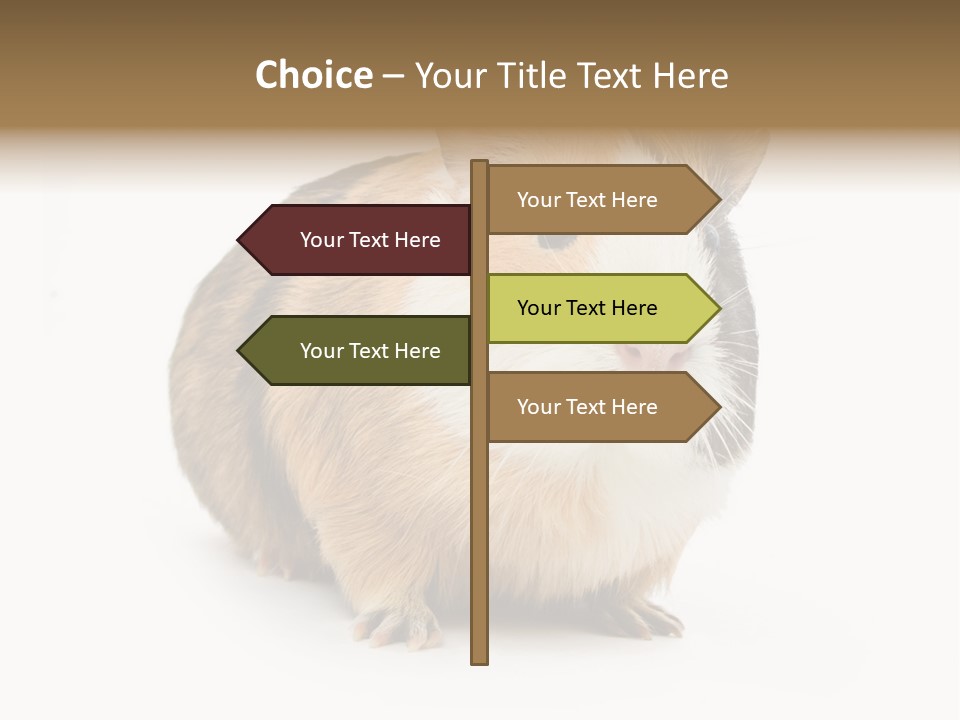 Hairy Macro Pig PowerPoint Template