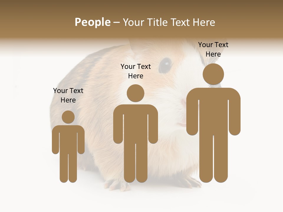 Hairy Macro Pig PowerPoint Template