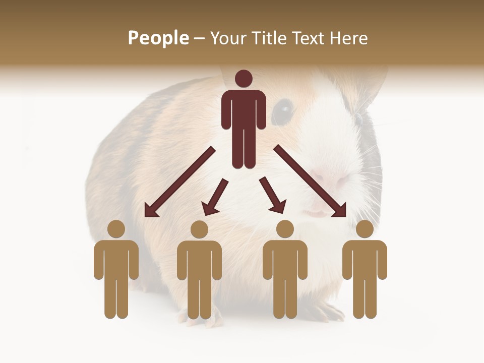 Hairy Macro Pig PowerPoint Template