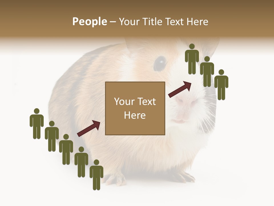 Hairy Macro Pig PowerPoint Template