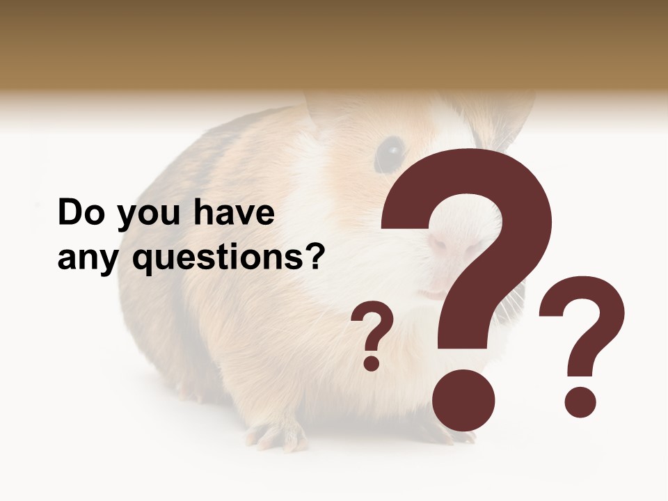 Hairy Macro Pig PowerPoint Template