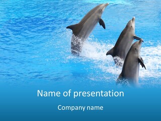 Water Dolphin Jump PowerPoint Template