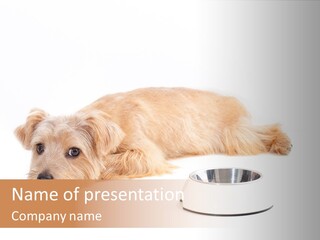 Pet Dish Tongue PowerPoint Template