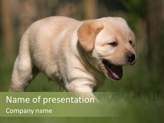 Friendly Helpless Playing PowerPoint Template