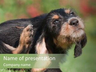 Scratch Puppydog Dog PowerPoint Template