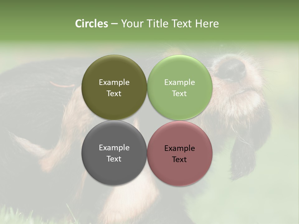 Scratch Puppydog Dog PowerPoint Template