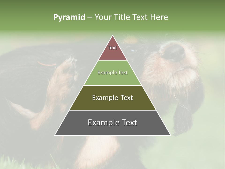 Scratch Puppydog Dog PowerPoint Template