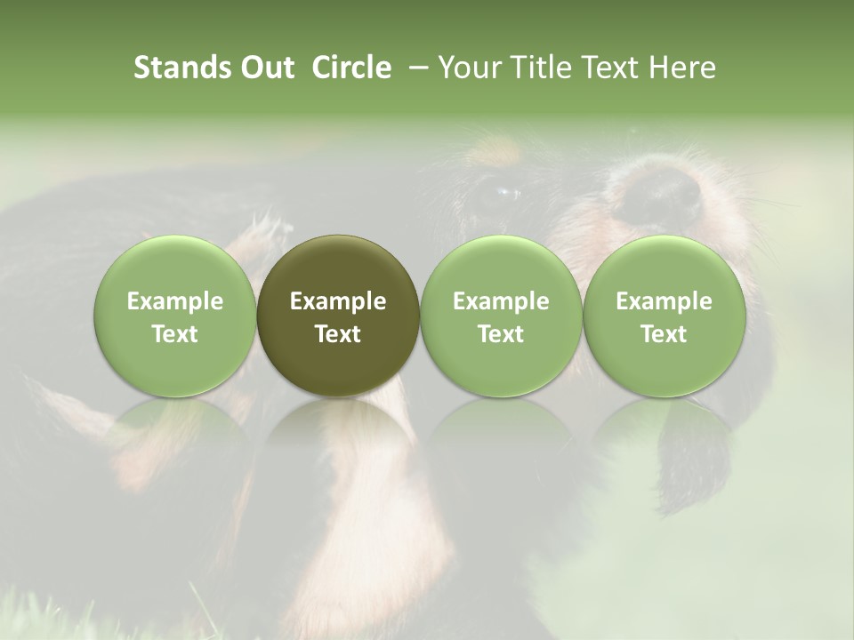 Scratch Puppydog Dog PowerPoint Template