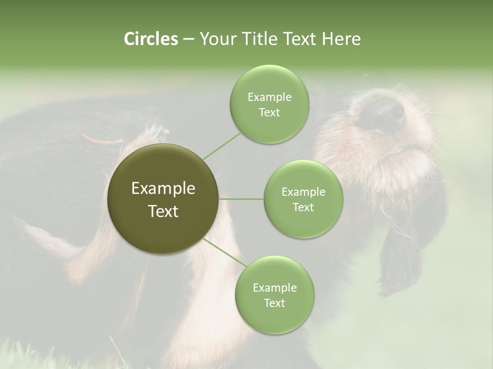 Scratch Puppydog Dog PowerPoint Template