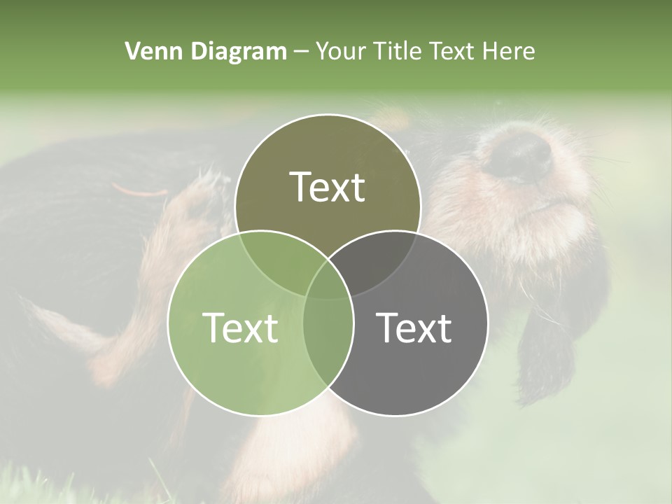 Scratch Puppydog Dog PowerPoint Template