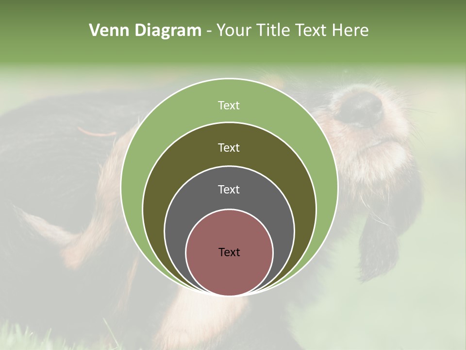 Scratch Puppydog Dog PowerPoint Template