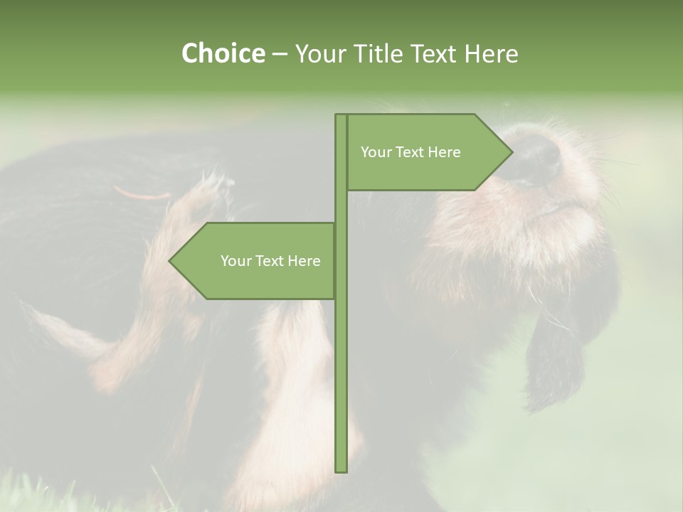 Scratch Puppydog Dog PowerPoint Template